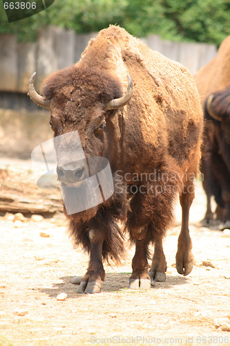 Image of bison