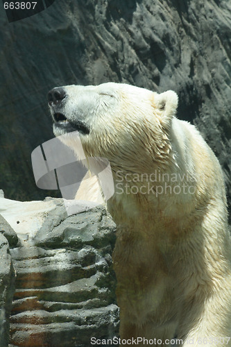 Image of ice bear