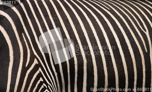 Image of zebra texture
