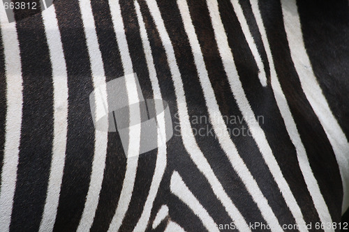 Image of zebra texture