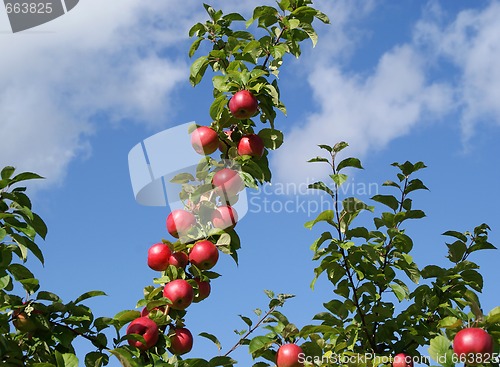 Image of Red Apples On Tree