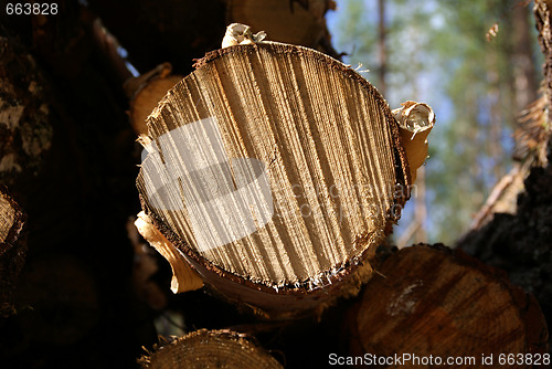 Image of Birch Tree Cut