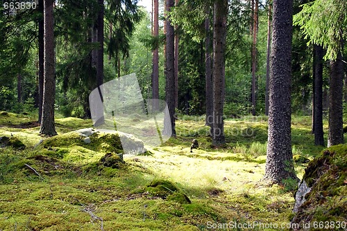 Image of Spruce Forest