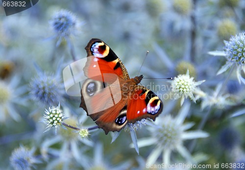 Image of Peacock Butterfly