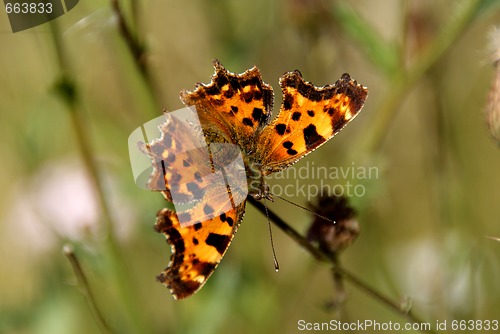 Image of Comma Butterfly