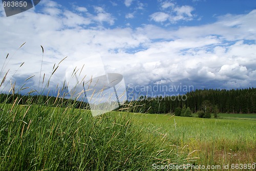 Image of Summer Fields