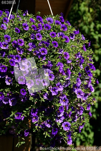 Image of Purple Million Bells Hanging