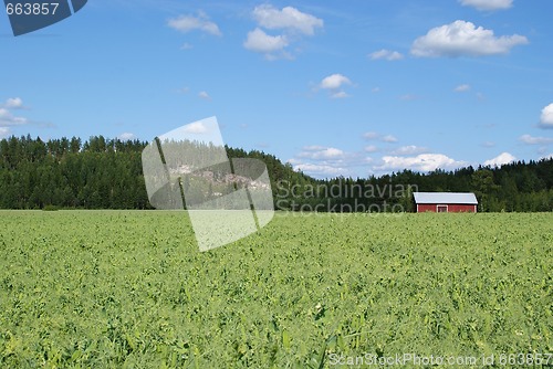 Image of Pea Field