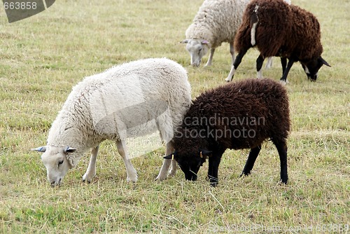 Image of Black and White Sheep