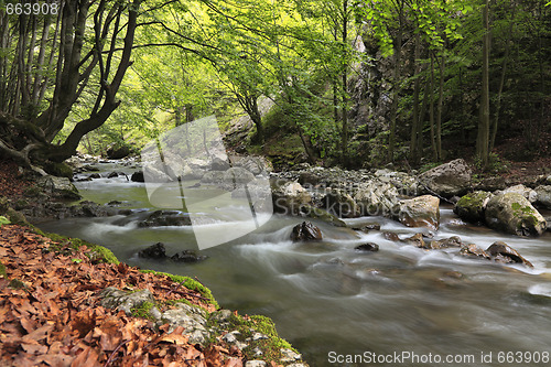 Image of River in the forest