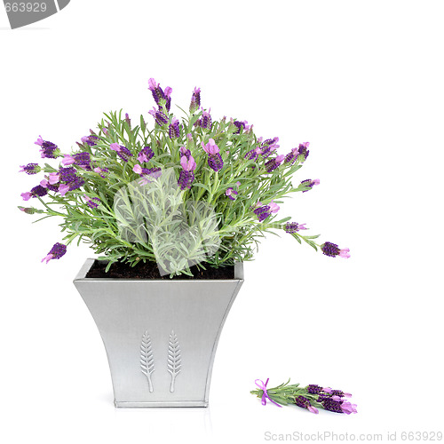Image of Lavender Herb  Plant