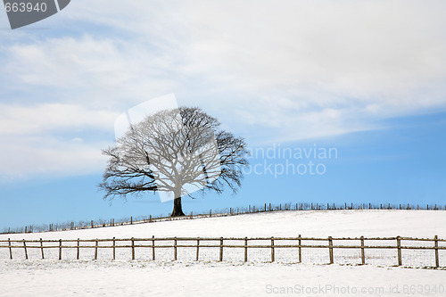 Image of Oak Tree In Winter