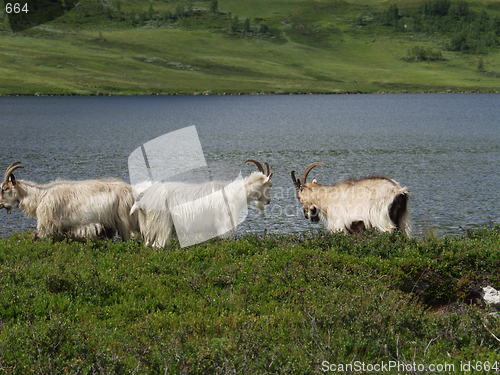 Image of Goats