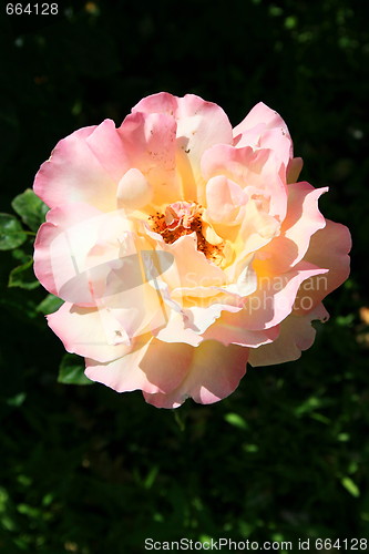 Image of Pink Rose Flower
