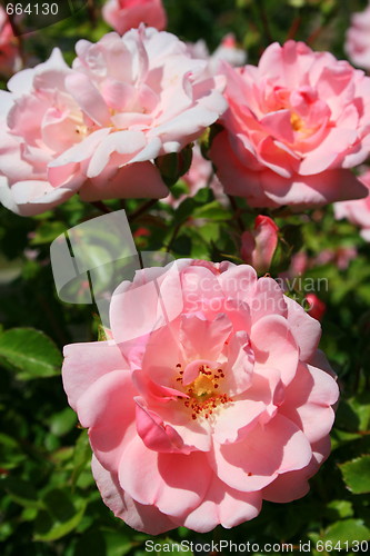 Image of Pink Rose Flowers