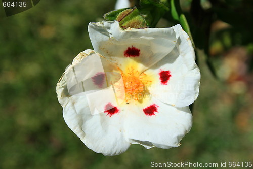 Image of Primrose Flower