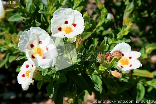 Image of Primrose Flowers