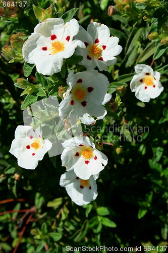 Image of Primrose Flowers