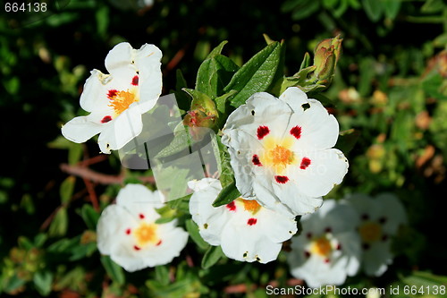 Image of Primrose Flowers