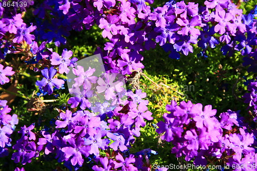 Image of Purple Lantana Flowers