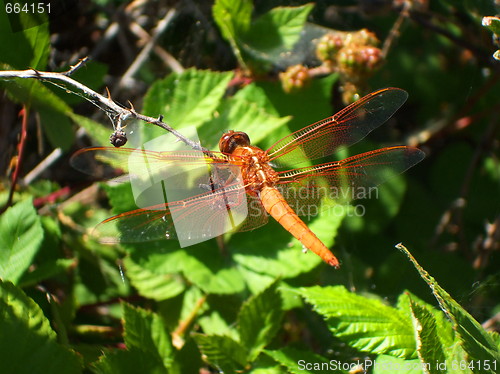Image of Red Dragonfly