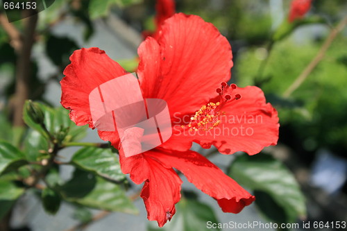 Image of Red Hibiscus Flower