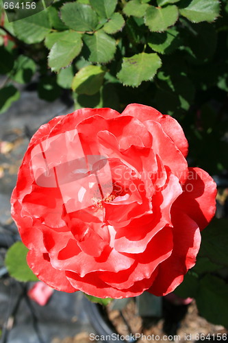 Image of Red Rose Flower