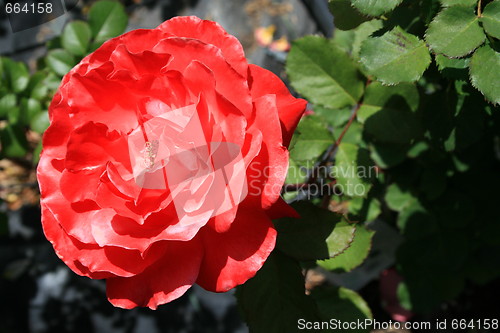 Image of Red Rose Flower