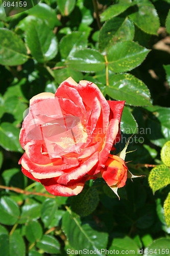 Image of Red Rose Flower