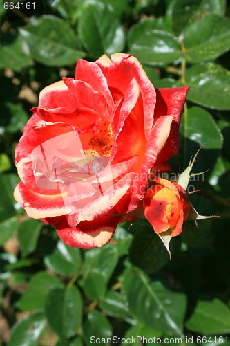 Image of Red Rose Flower