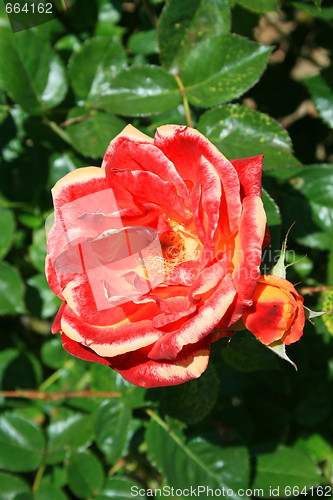 Image of Red Rose Flower