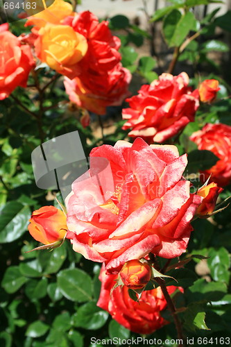 Image of Red Rose Flowers