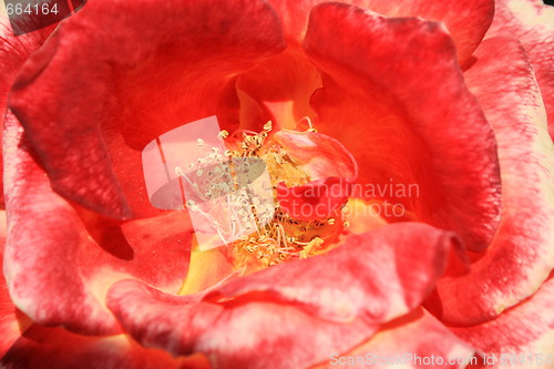 Image of Red Rose Flower