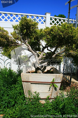 Image of Small Tree