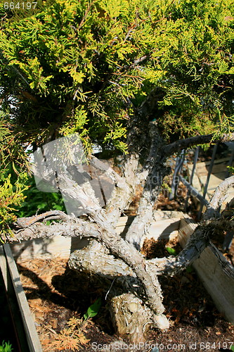 Image of Small Tree
