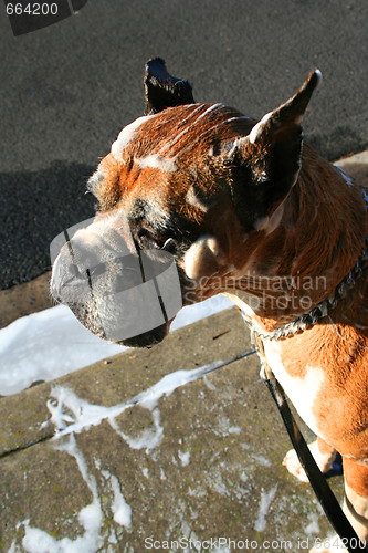 Image of Soapy Boxer Dog