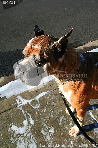 Image of Soapy Boxer Dog