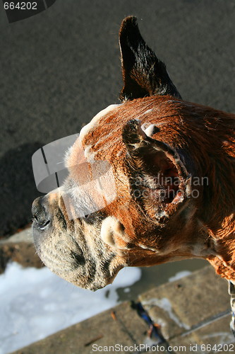 Image of Soapy Boxer Dog