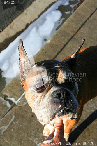 Image of Soapy Boxer Dog
