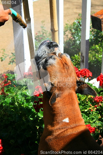 Image of Boxer Dog Getting Sprayed