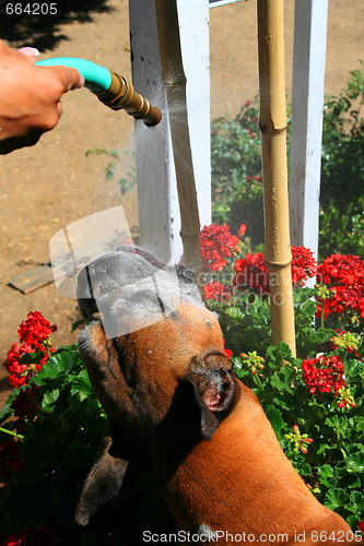 Image of Boxer Dog Getting Sprayed