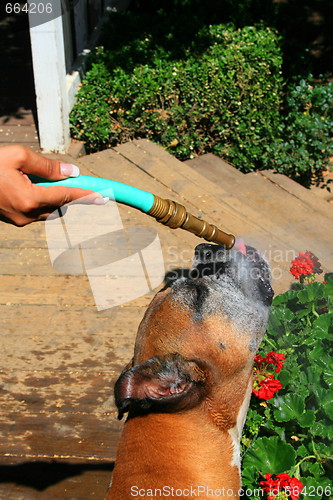 Image of Boxer Dog Getting Sprayed