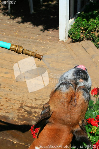 Image of Boxer Dog Getting Sprayed