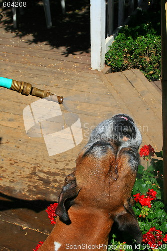 Image of Boxer Dog Getting Sprayed