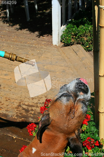 Image of Boxer Dog Getting Sprayed