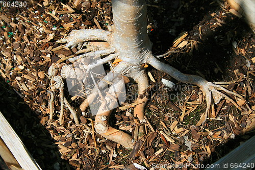 Image of Tree Roots