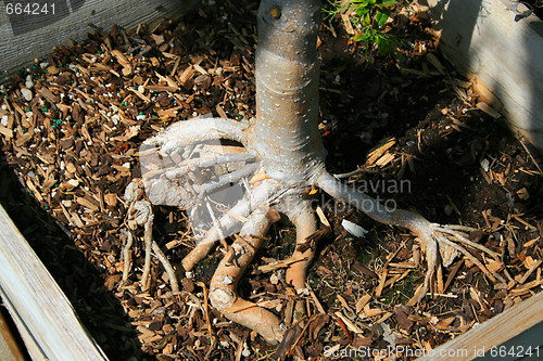 Image of Tree Roots