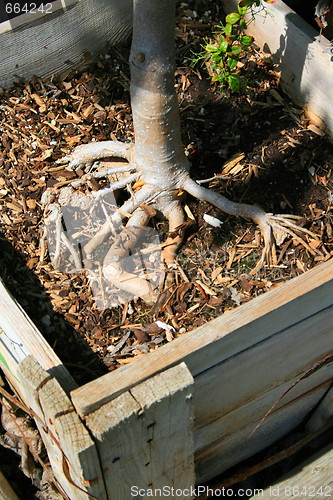 Image of Tree Roots