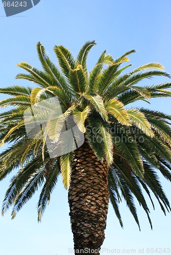 Image of Tropical Palm Tree