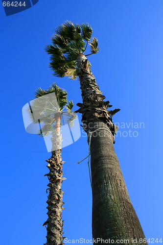 Image of Tropical Palm Trees